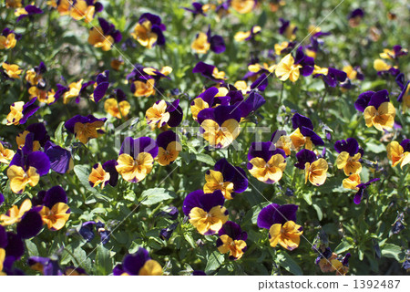 Viola (Penny Orange Jumpup ver.2) 1392487