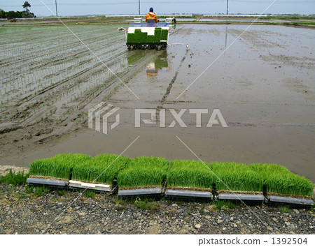 I am waiting for delicious rice ~ I am waiting for delicious rice ~ 1392504