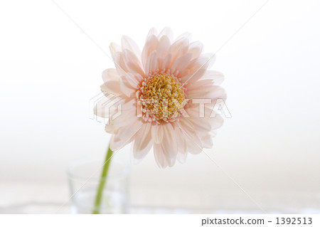 粉色非洲菊 1392513