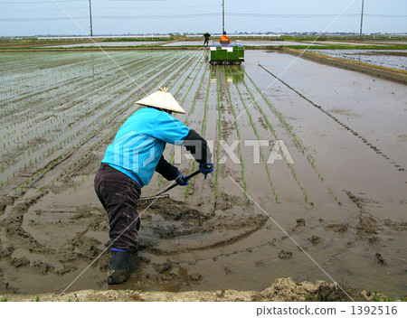 一個調整稻田的人 1392516