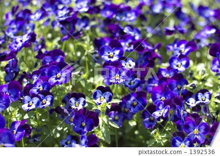 Viola (penny denim jump up) 1392536