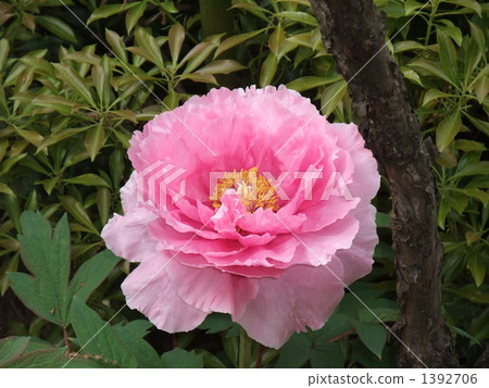 Peony 1392706