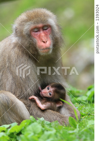 猴子的父母和孩子 1393024