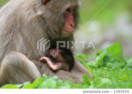 猴子的父母和孩子 1393034