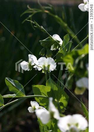 豌豆花盛開，蓬鬆的白色花朵很漂亮。 1393048
