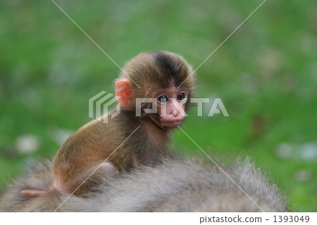 猴子的父母和孩子 1393049