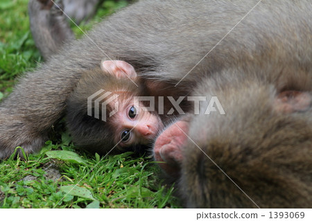 Parent and child of monkey 1393069