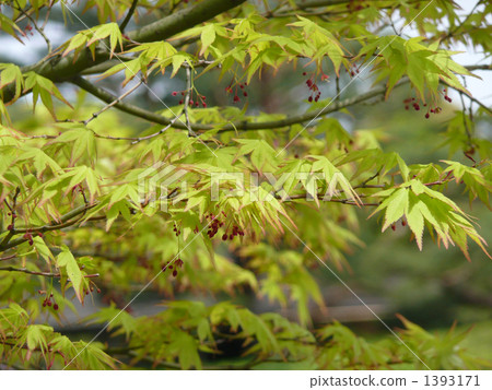 Acer palmatum Acer palmatum 1393171