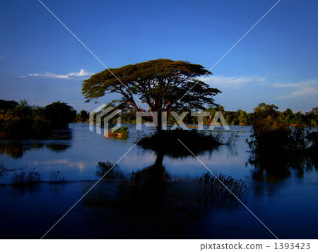 Floating wood 1393423