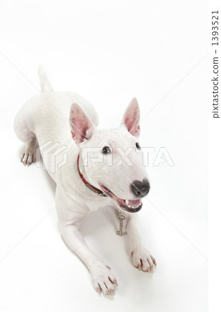 鬥牛犬 1393521