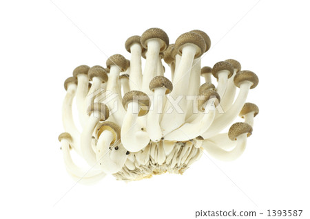 山毛櫸目次 山毛櫸目次 1393587