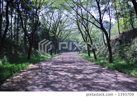 tree-lined road, forest road, woodland path 1393709
