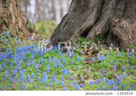 Ezolith和Ezoengosaku 1393854