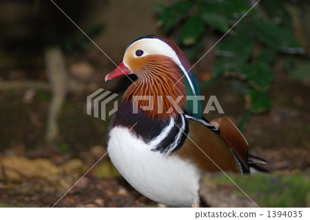 設置槓桿 1394035