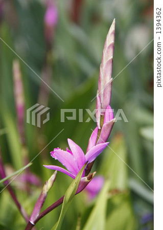 紫環Tsubomi 1394362