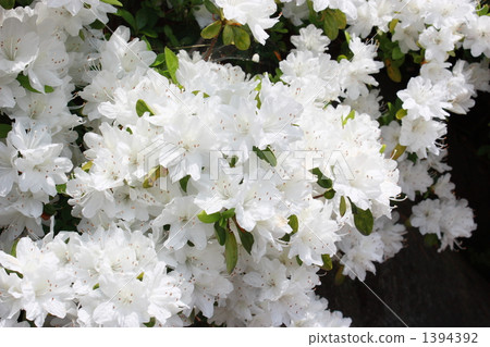 杜鵑花 觀音山 高崎市 1394392