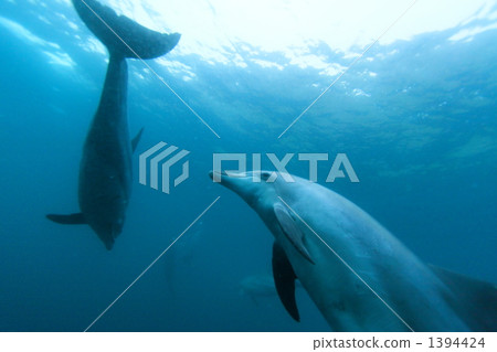 indo-pacific bottlenose dolphin, bottlenose, bottlenose dolphin 1394424