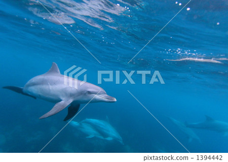 underwater photograph, bottlenose, bottlenose dolphin 1394442