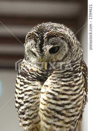 神戶花鳥庭院非洲瓷貓頭鷹 神戶花鳥庭院非洲瓷貓頭鷹 1394621