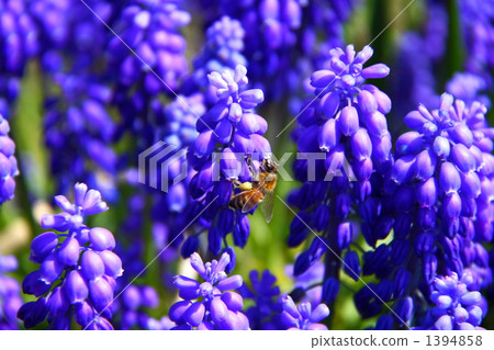 muscari, bee, hive bee 1394858