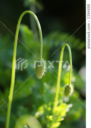 Two paddy bosses Two paddy bosses 1394898