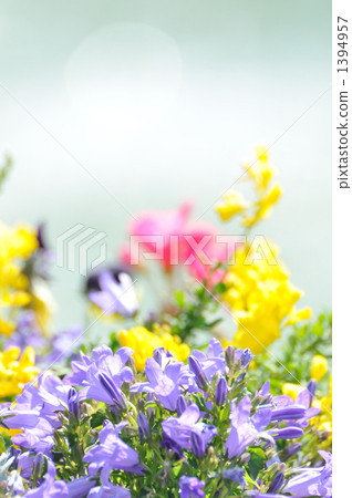 風鈴花 達爾馬提亞風鈴草 灌裝的 1394957