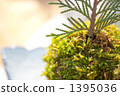 Foliage plant  1395036