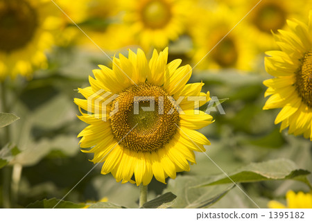 向日葵田 向日葵田 1395182