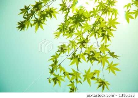 新鮮的綠色的楓樹 1395183