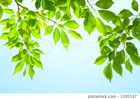 鮮綠色 鮮綠色 1395187