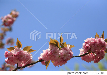 華麗的雙重櫻花和藍天 1395188
