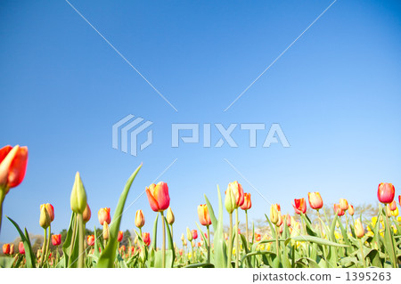Tulip field 1395263