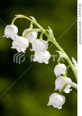 lily of the valley 1395330