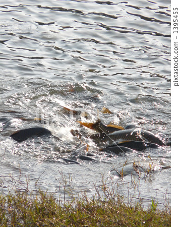 產卵的鯉魚 產卵的鯉魚 1395455