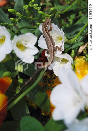 鮮花和一條蛇 鮮花和一條蛇 1395459