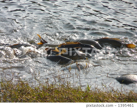 產卵的鯉魚 1395461