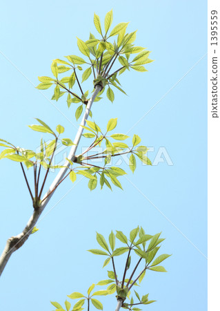 早期的Kosi Bra 1395559