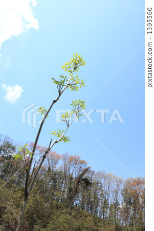 山地樹木和kosi文胸 1395560