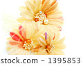imitation flower, bloom, blossom 1395853