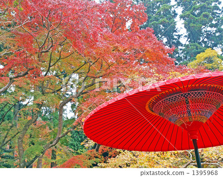儀式傘 野點傘 紅葉 1395968