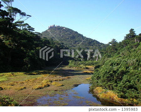 屋久島小花黃河 屋久島小花黃河 1395983
