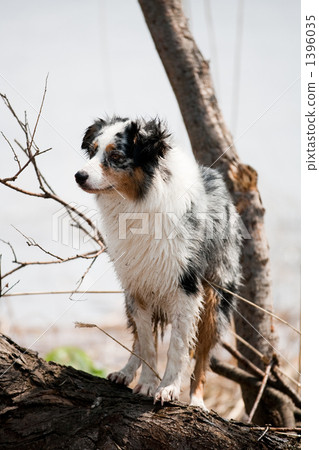 australian shepard, dog, dogs 1396035
