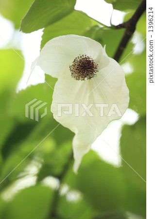 handkerchief tree, tender green, verdure 1396214
