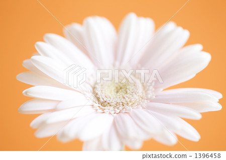 Gerbera flowers Gerbera flowers 1396458