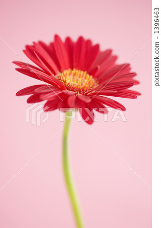 Gerbera flowers Gerbera flowers 1396463