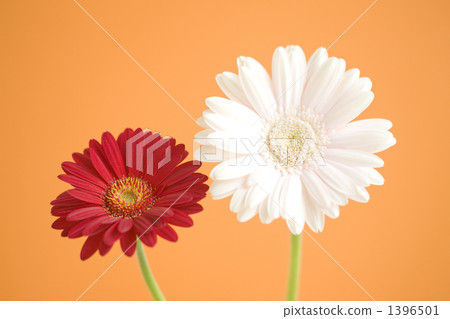 非洲菊花 非洲菊花 1396501