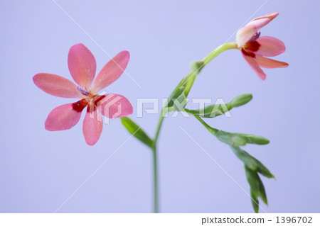 Himehimeigami iris Himehimeigami iris 1396702