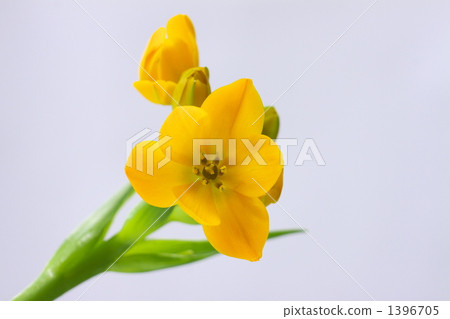 Ohnisogaram·Davium 1396705