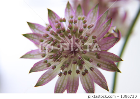 Astrantia Mayor 1396720