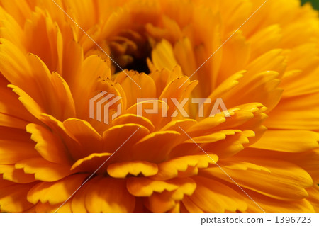 Calendula 1396723